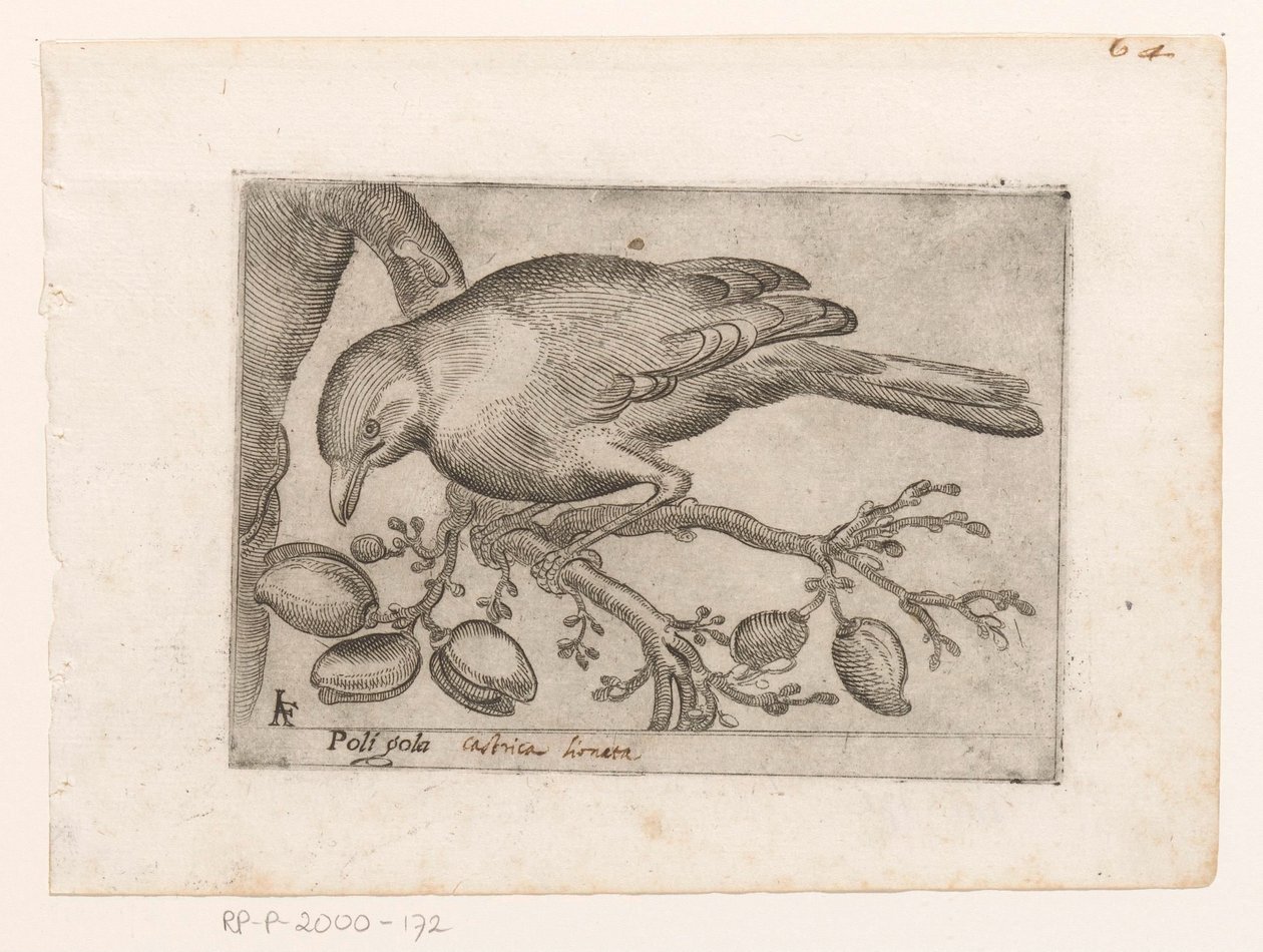 Vogel von Jacques de Fornazeris