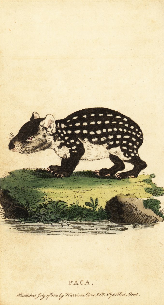Tiefland-Paka oder geflecktes Paka, Cuniculus paca von Jacques de Seve