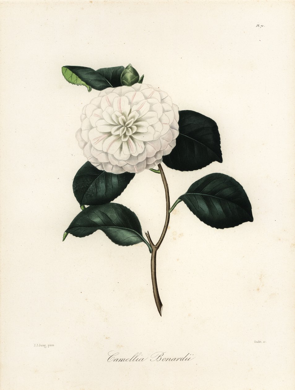 Camellia japonica Sorte, Camellia bonardii oder Camellia bonnardii von Jakob (after) Jung