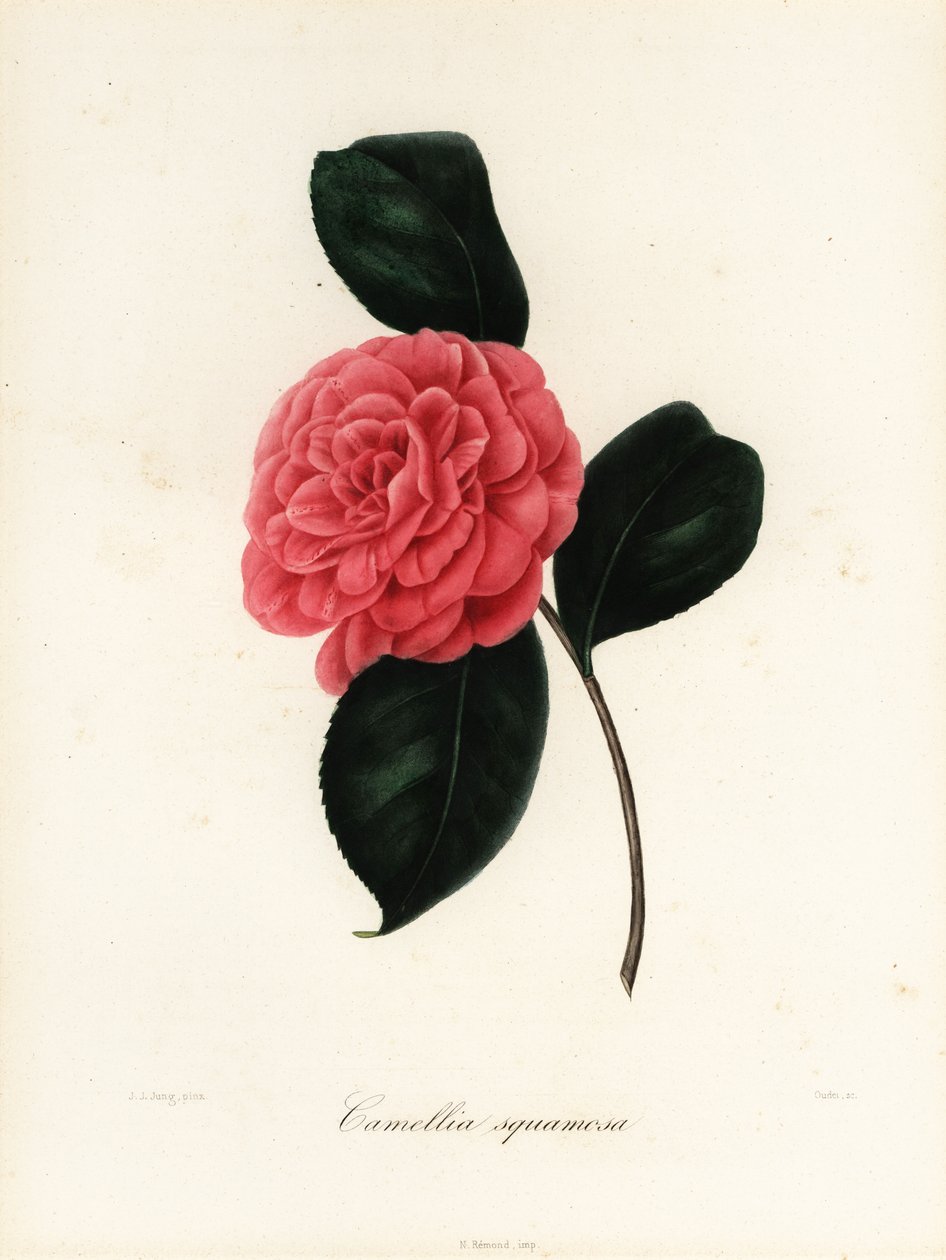 Kamelie, Camellia japonica, Camellia squamosa oder Camellia squammosa von Jakob (after) Jung