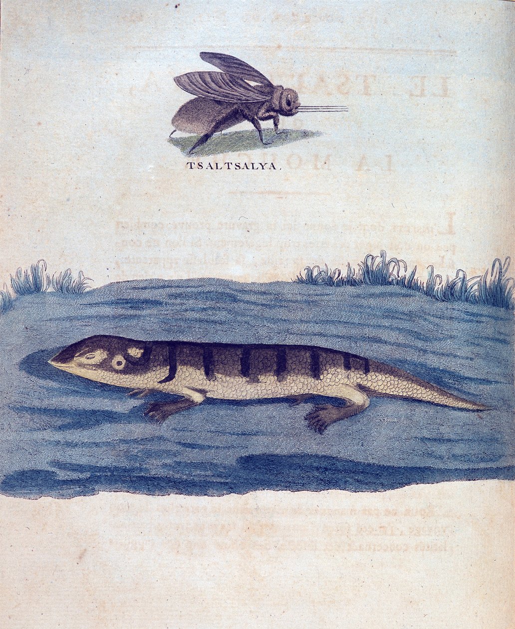 Fliege und Eidechse - in „Reise nach Nubien und Abessinien unternommen, um die Quellen des Nils zu entdecken, in den Jahren 1768 bis 1772“, von James Bruce, Paris von James Bruce