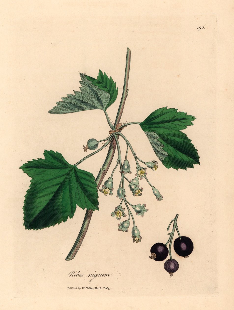 Schwarze Johannisbeere, aus einer botanischen Illustration von James Sowerby aus William Woodville und Sir William Jackson Hooker