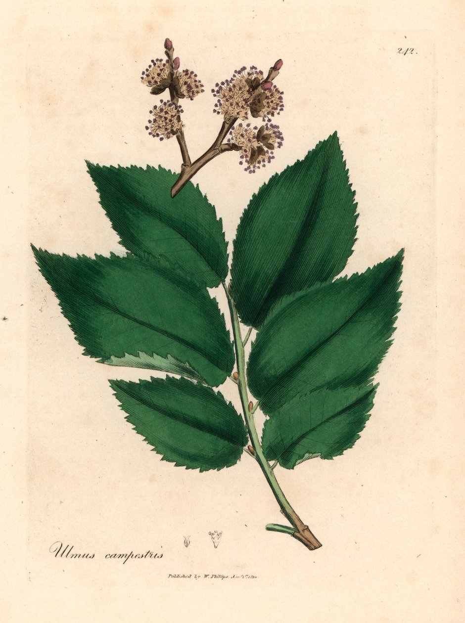 Gemeine Ulme, Ulmus campestris, aus einer botanischen Illustration von James Sowerby aus William Woodville und Sir William Jackson Hooker