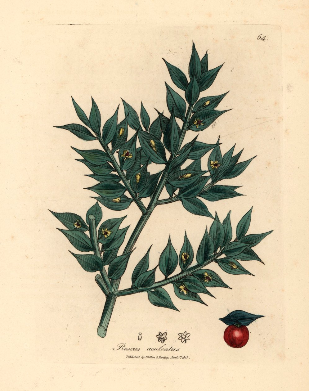 Grün blühender Mäusedorn, Ruscus aculeatus, aus einer botanischen Illustration von James Sowerby aus William Woodville und Sir William Jackson Hooker
