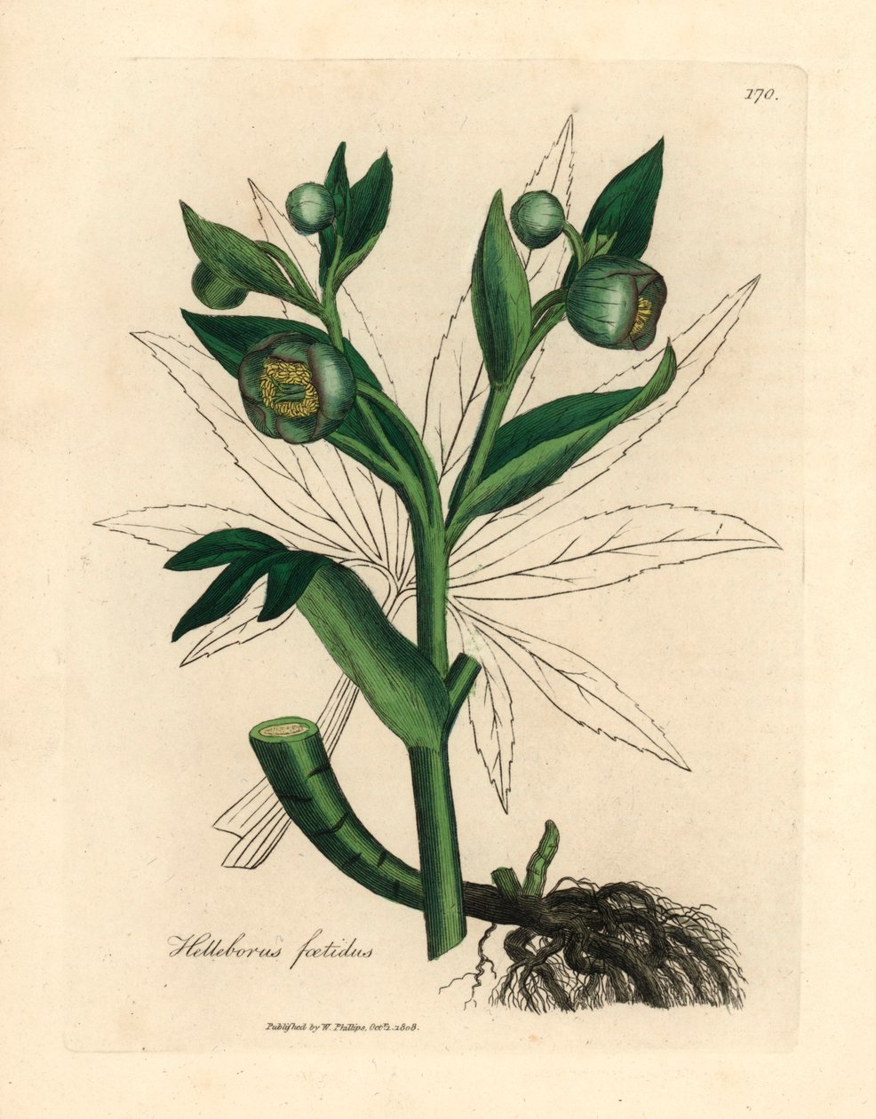 Stinkende Nieswurz, aus einer botanischen Illustration von James Sowerby aus William Woodville und Sir William Jackson Hooker