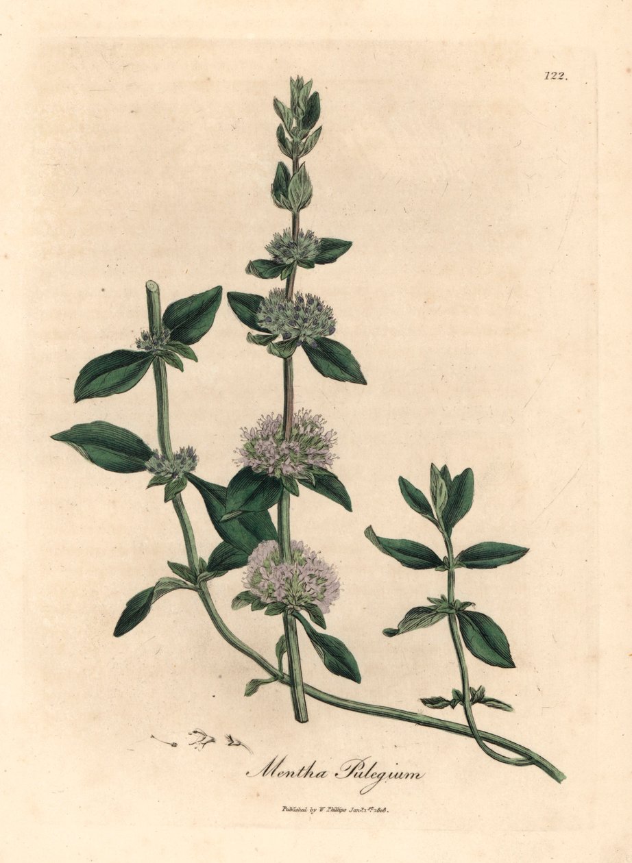 Fliederblühende Poleiminze, Mentha pulegium, aus einer botanischen Illustration von James Sowerby aus William Woodville und Sir William Jackson Hookers "Medical Botany" 1832 (handkolorierter Kupferstich) von James (after) Sowerby