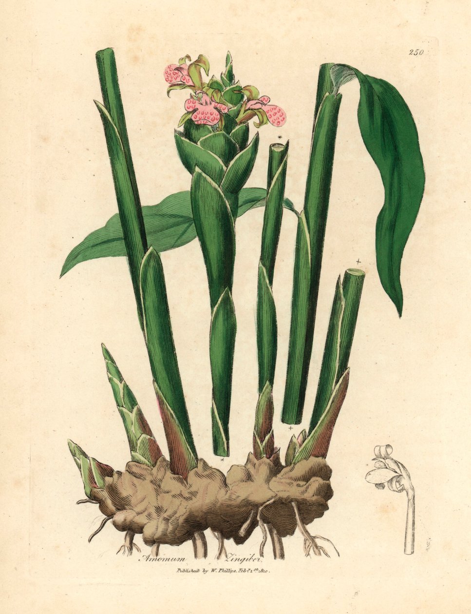 Schmalblättriger Ingwer, aus einer botanischen Illustration von James Sowerby aus William Woodville und Sir William Jackson Hooker