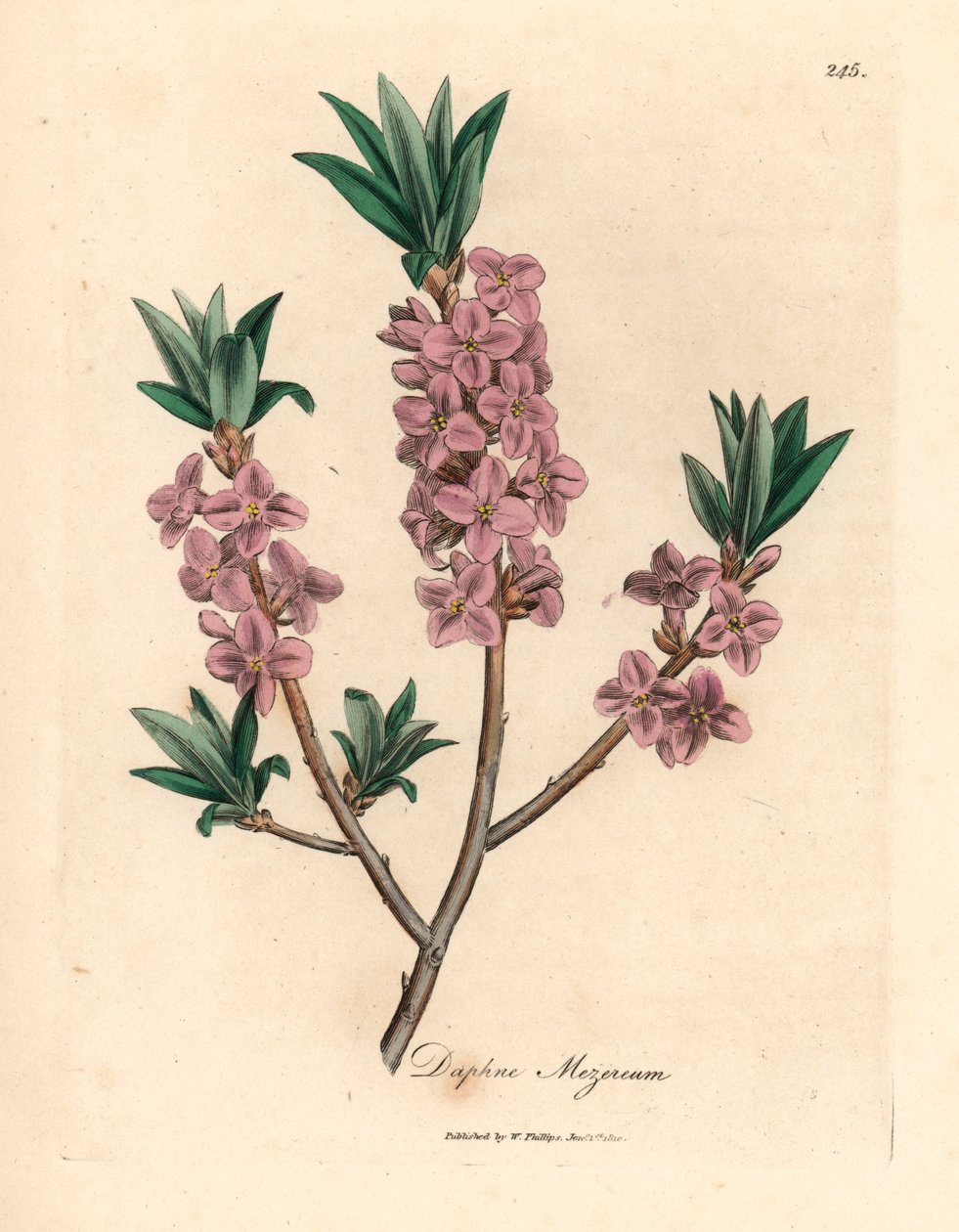 Rosa blühender Seidelbast, Daphne mezereum, aus einer botanischen Illustration von James Sowerby aus William Woodville und Sir William Jackson Hooker