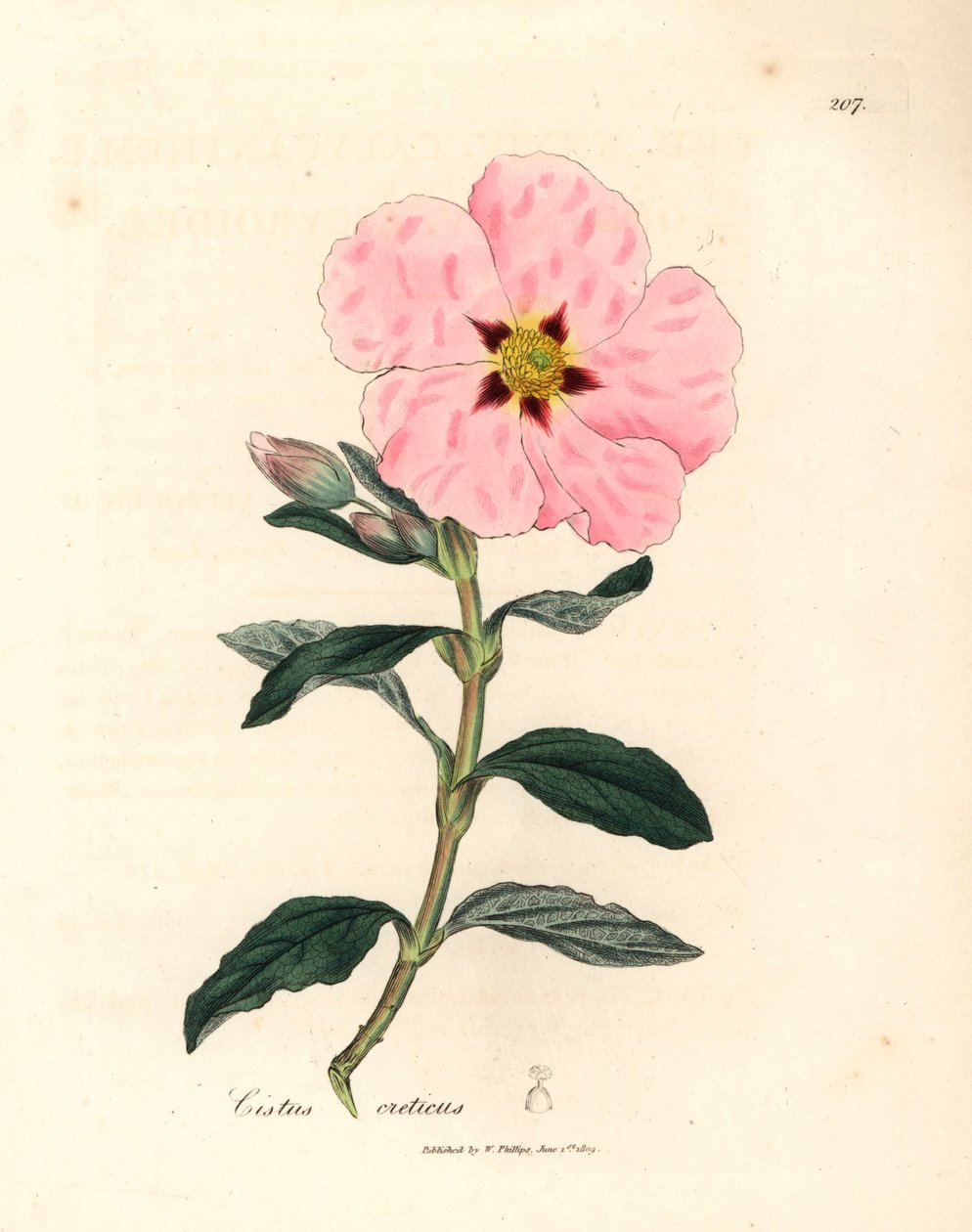 Rosa blühender kretischer Zistrose, Cistus creticus, aus einer botanischen Illustration von James Sowerby aus William Woodville und Sir William Jackson Hooker