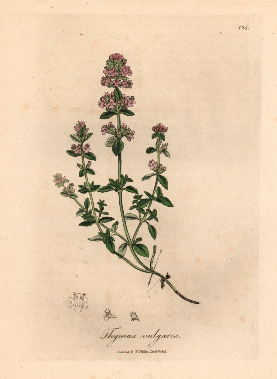 Gartenthymian mit rosa Blüten, Thymus vulgaris, aus einer botanischen Illustration von James Sowerby aus William Woodville und Sir William Jackson Hooker