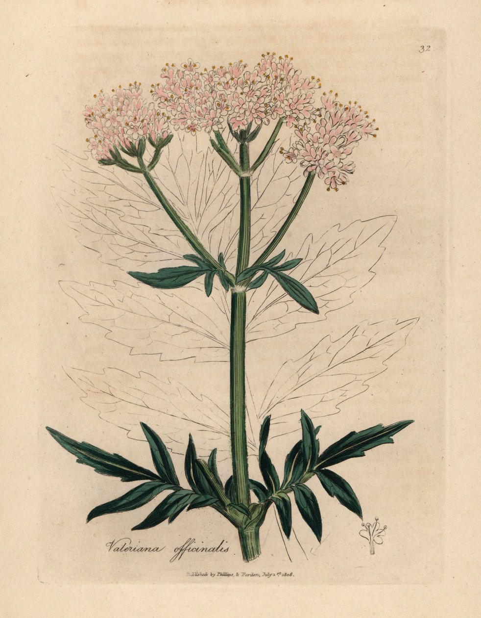 Rosa blühender Baldrian, Valeriana officinalis, aus einer botanischen Illustration von James Sowerby aus William Woodville und Sir William Jackson Hookers "Medical Botany" 1832 (handkolorierter Kupferstich) von James (after) Sowerby