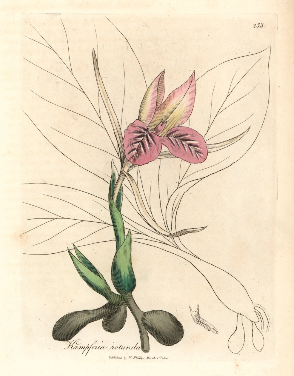 Rosa blühender Zedoar, Kaempferia rotunda, aus einer botanischen Illustration von James Sowerby aus William Woodville und Sir William Jackson Hooker