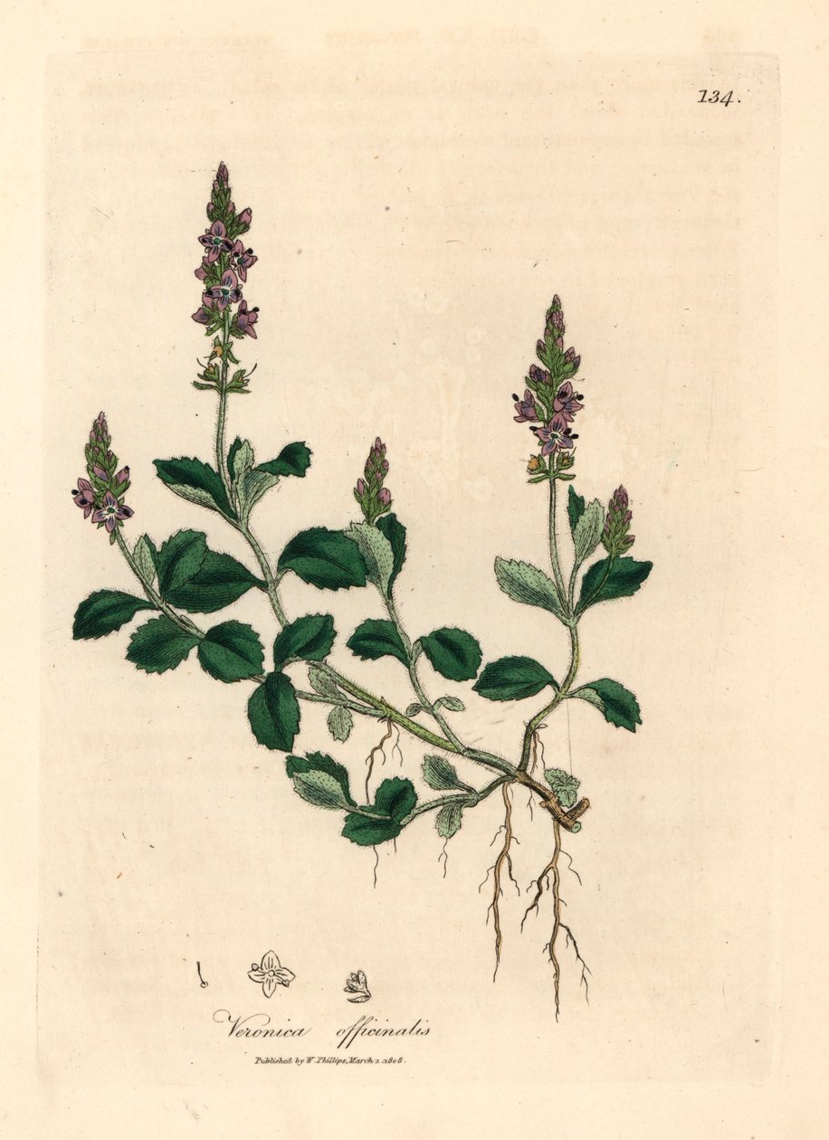 Lila blühender Ehrenpreis, Veronica officinalis, aus einer botanischen Illustration von James Sowerby aus William Woodville und Sir William Jackson Hookers "Medical Botany" 1832 (handkolorierter Kupferstich) von James (after) Sowerby