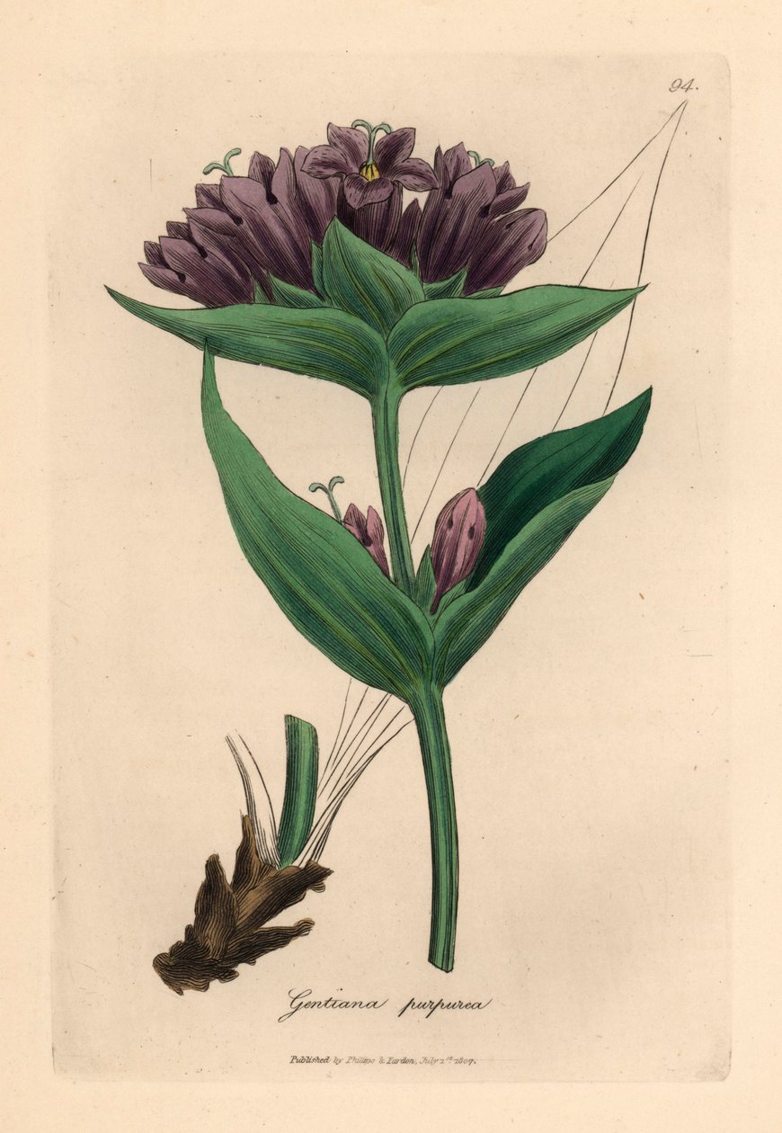 Purpur-Gentiana, Gentiana purpurea, aus einer botanischen Illustration von James Sowerby aus William Woodville und Sir William Jackson Hooker