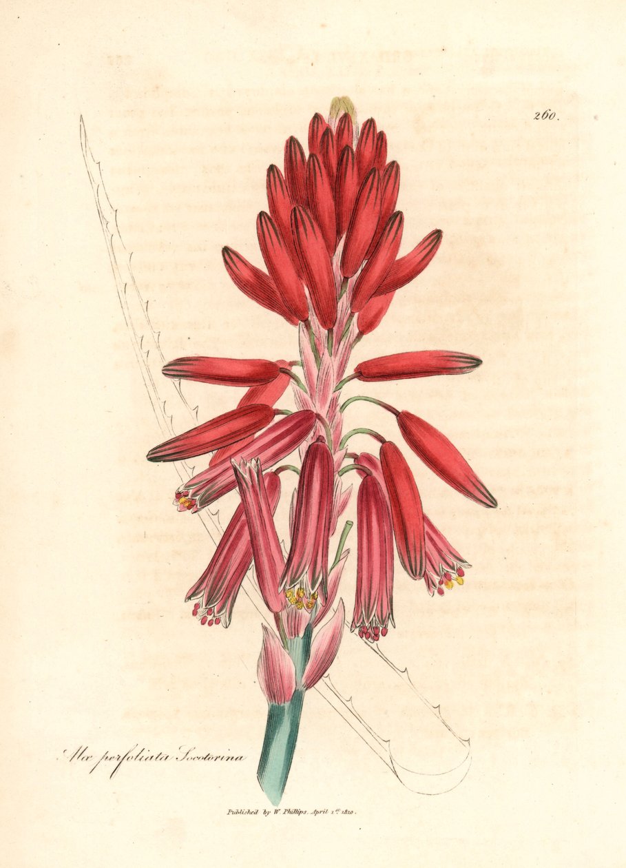 Socotorine Aloe, Aloe perfoliata socotorina, aus einer botanischen Illustration von James Sowerby aus William Woodville und Sir William Jackson Hooker