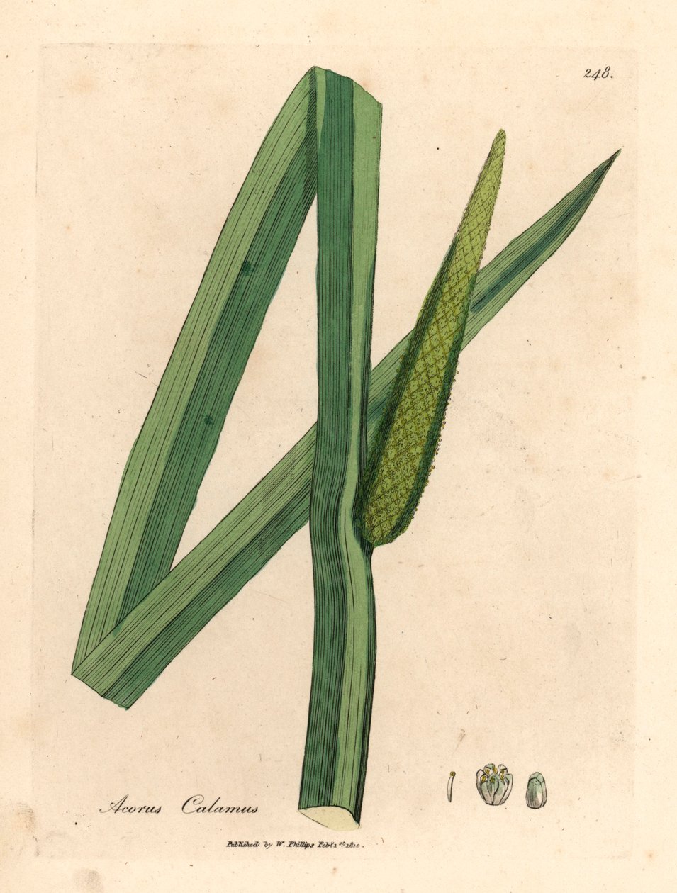 Kalmus, Acorus calamus, aus einer botanischen Illustration von James Sowerby aus William Woodville und Sir William Jackson Hooker