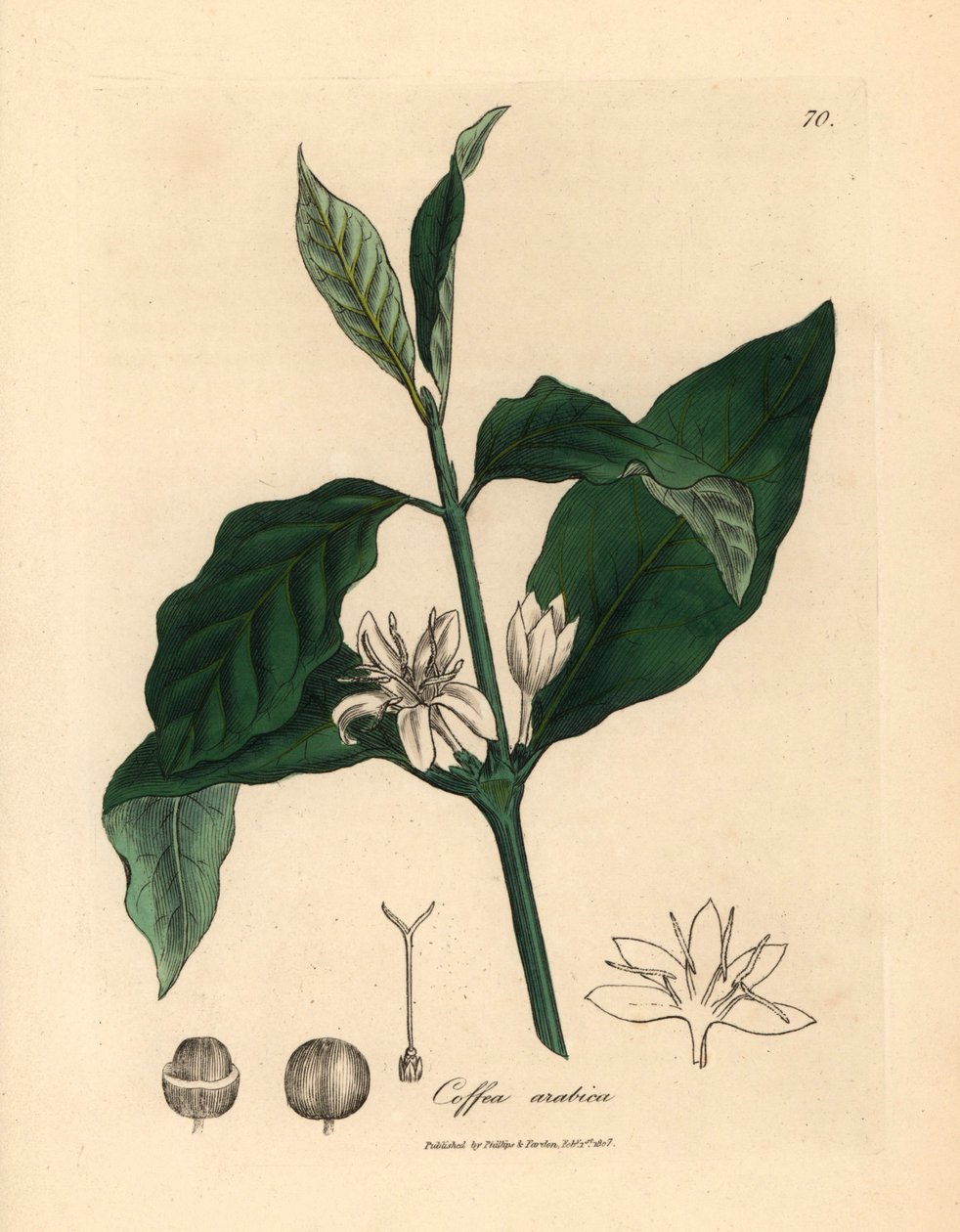 Weiße Blüte, Blätter und Bohne der Kaffeepflanze, Coffea arabica, aus einer botanischen Illustration von James Sowerby aus William Woodville und Sir William Jackson Hooker