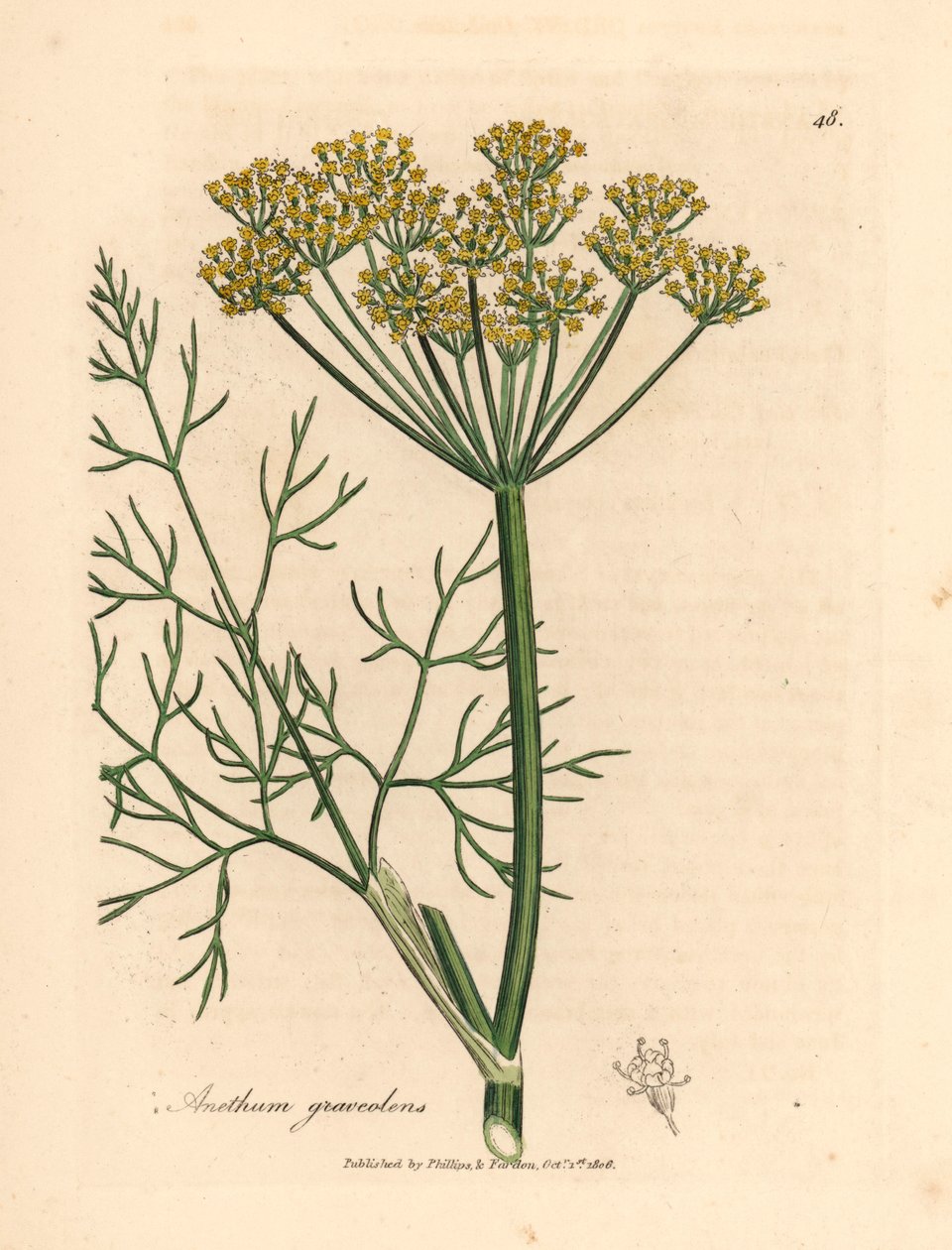 Gelb blühender Dill, Anethum graveolens, aus einer botanischen Illustration von James Sowerby aus William Woodville und Sir William Jackson Hooker