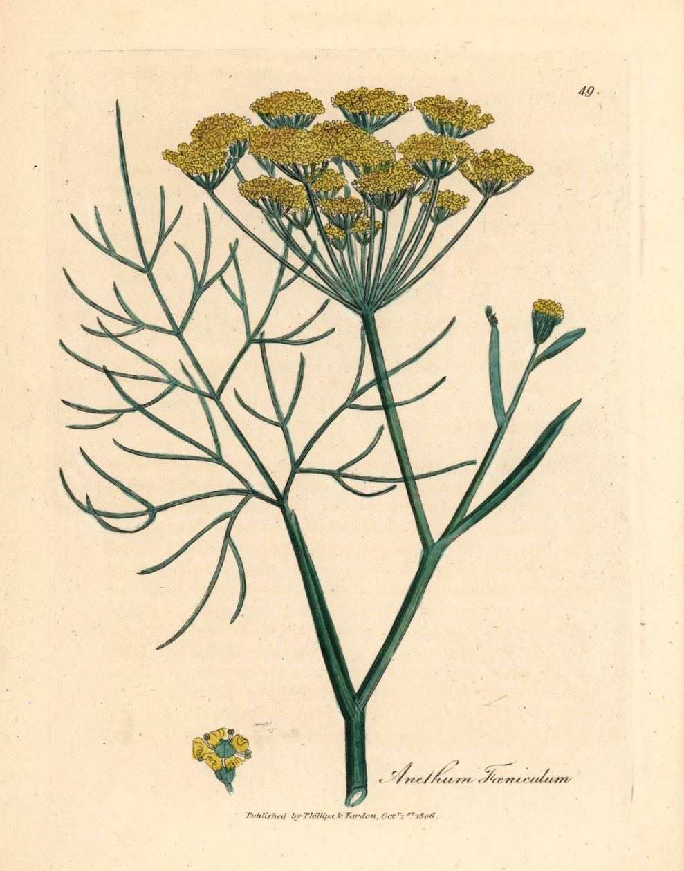 Gelb blühender Fenchel, Anethum foeniculum, aus einer botanischen Illustration von James Sowerby aus William Woodville und Sir William Jackson Hooker