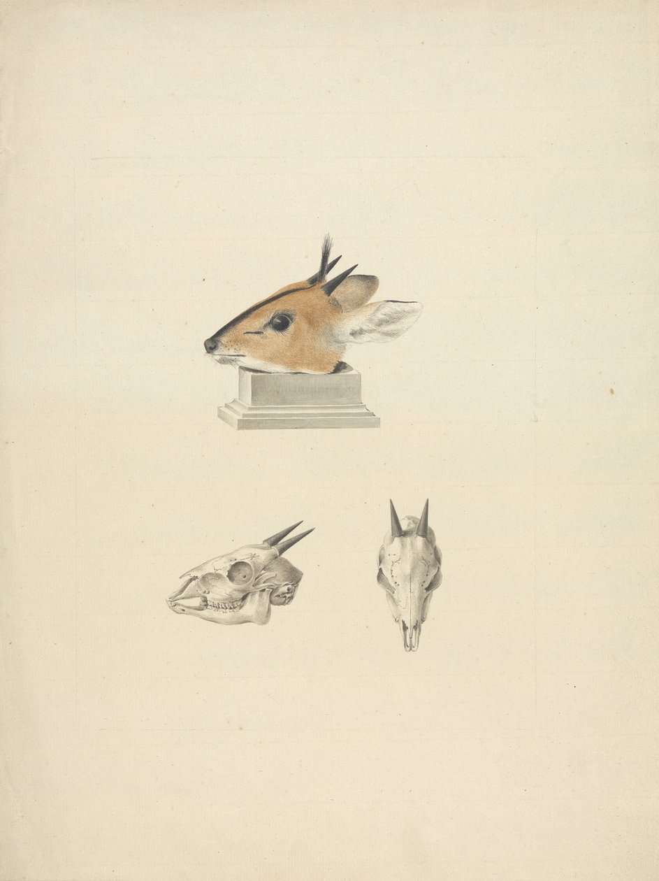 Unidentifizierter Madoqua (Dik-dik): Studie von Kopf und Schädel von James Bruce