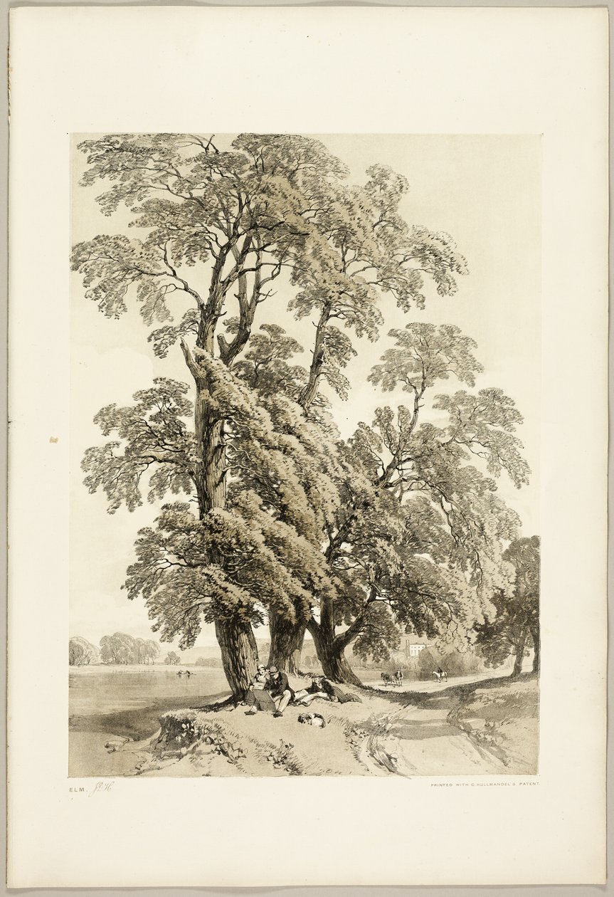 Ulme, aus Der Park und der Wald von James Duffield Harding