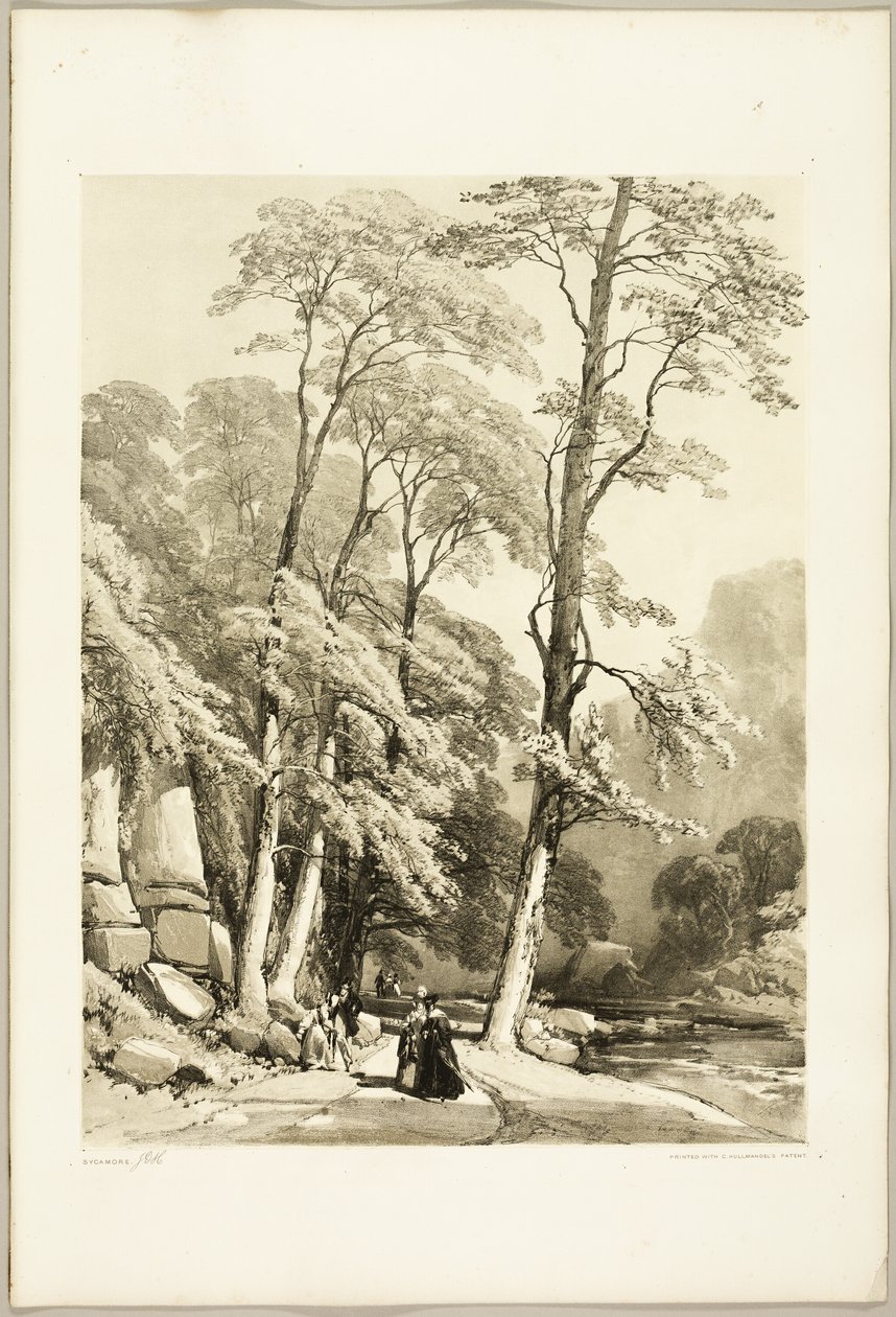 Platane, aus Der Park und der Wald von James Duffield Harding