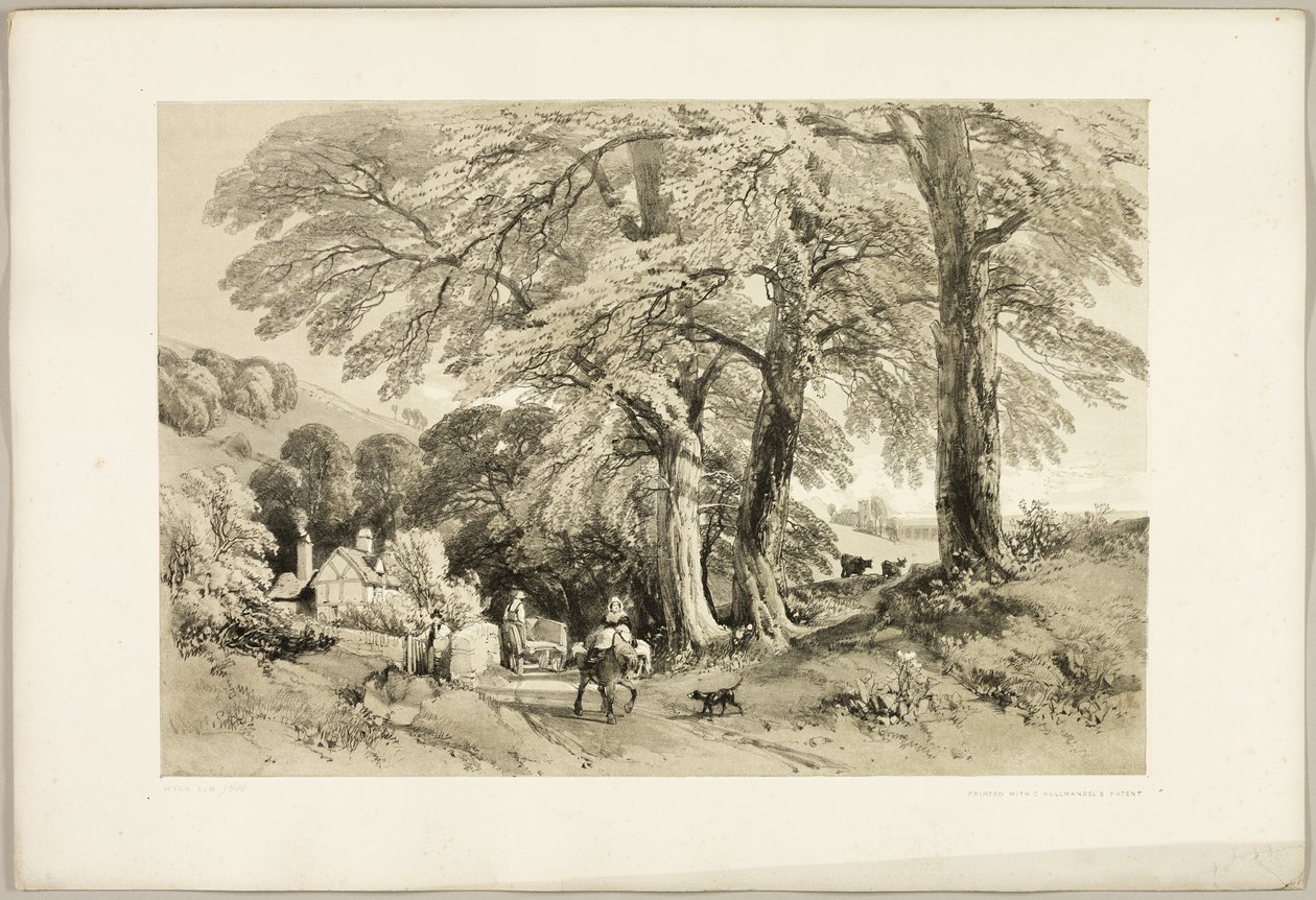 Ulme, aus Der Park und der Wald von James Duffield Harding