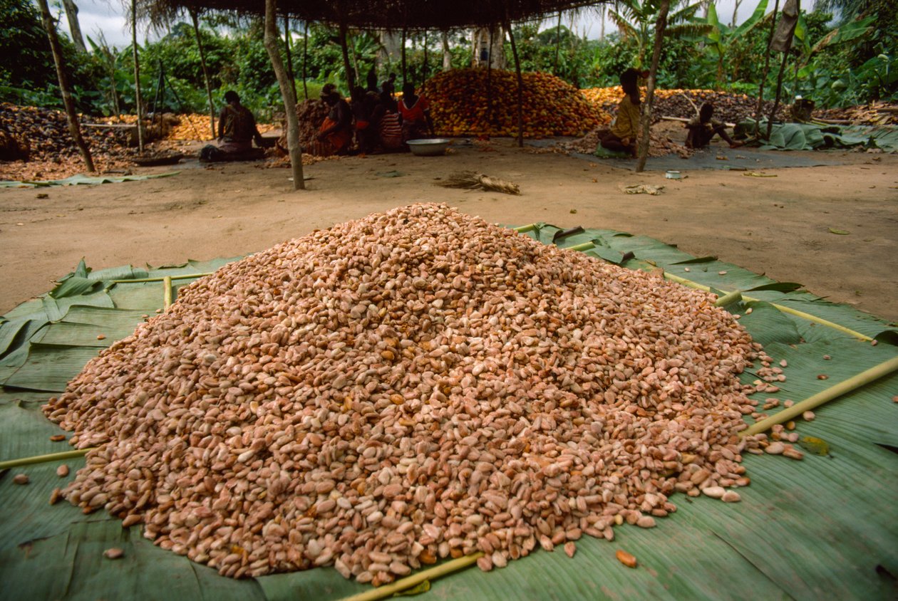 Ein großer Haufen Kakaobohnen (Gattung: Theobroma, Art: cacao), die bereits fermentiert sind. von James L Stanfield