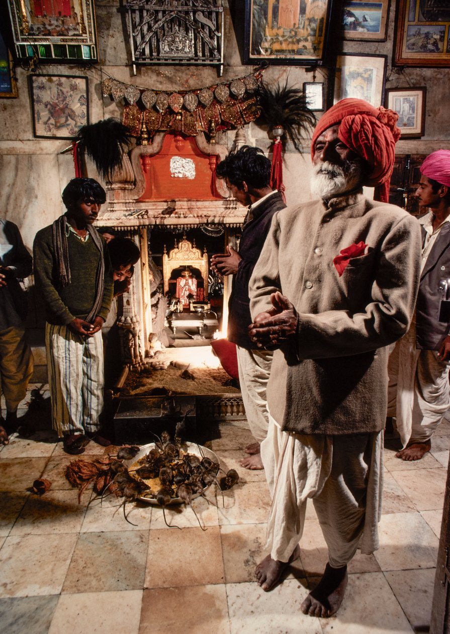 Heilige Ratten bewohnen den Karni Mata Tempel der Hindu-Göttin Bhagwati Karniji in Deshnoke, Rajasthan, Indien von James L Stanfield