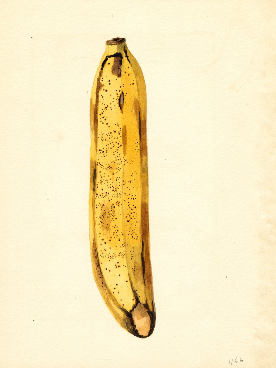 Banane (Musa) von James Marion Shull