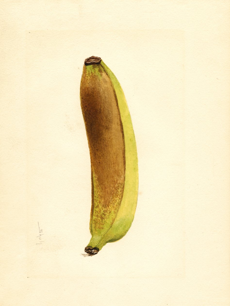 Banane (Musa) von James Marion Shull