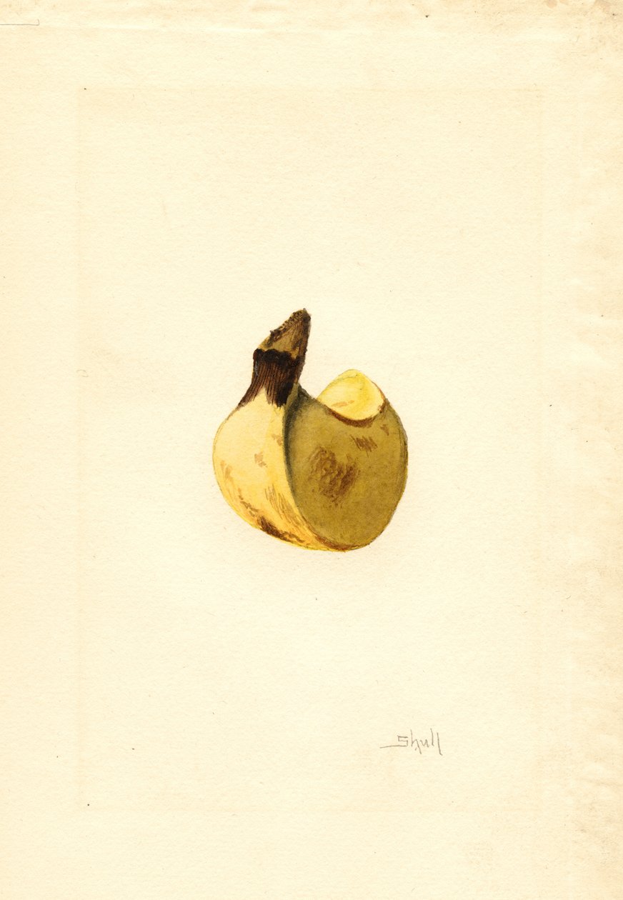 Banane (Musa) von James Marion Shull