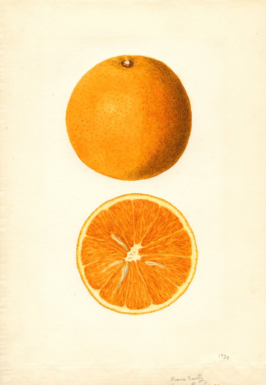 Boone Early Orangen (Citrus sinensis) von James Marion Shull