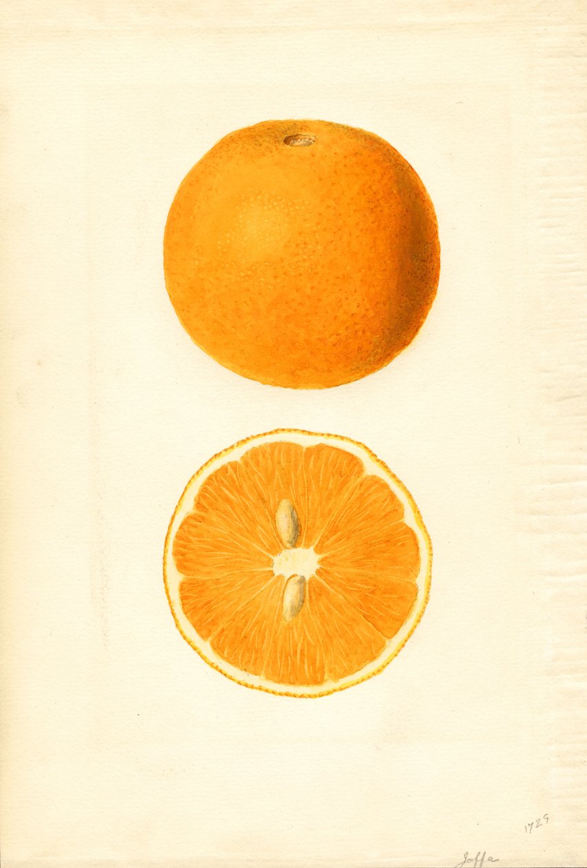 Jaffa-Orangen (Citrus sinensis) von James Marion Shull