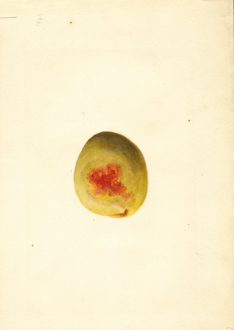 Pfirsich (Prunus persica: Elberta) von James Marion Shull