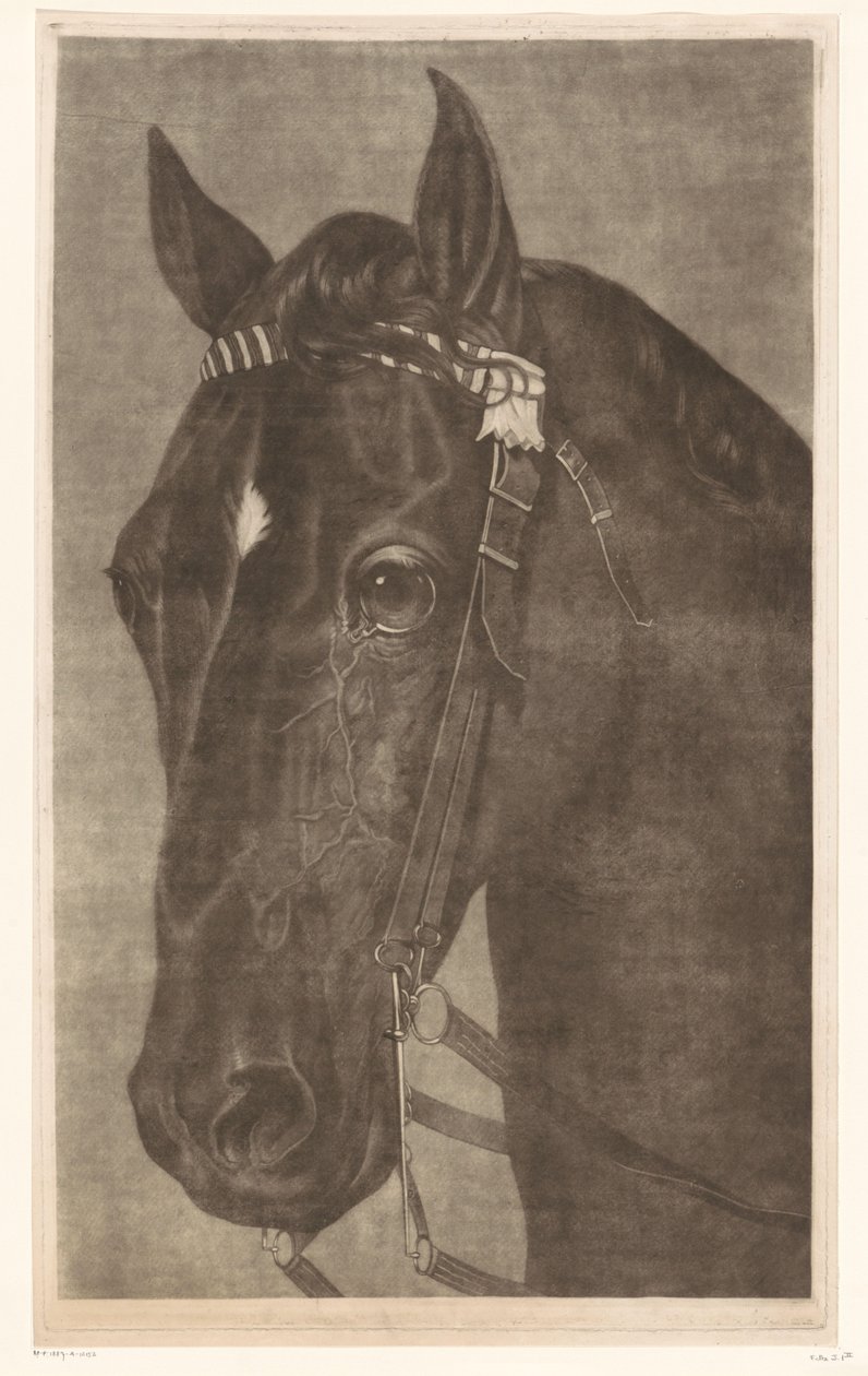 Kopf eines Pferdes mit Zaumzeug von James Newman Hodges