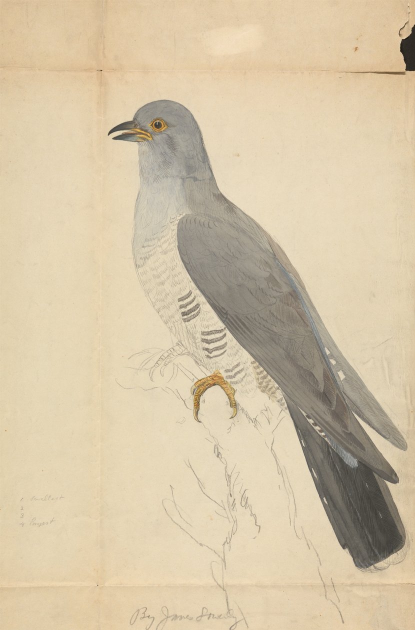 Eine Taube von James Sowerby
