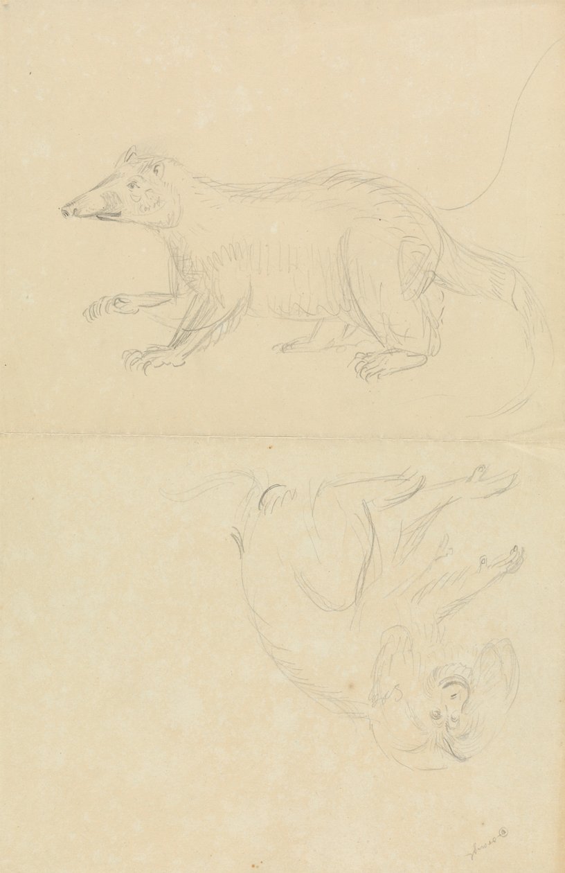 Ein Säugetier (Nasenbär?) und ein Primat (Marmoset?). Ein Nasenbär und ein Löwenkopf-Marmoset von James Sowerby