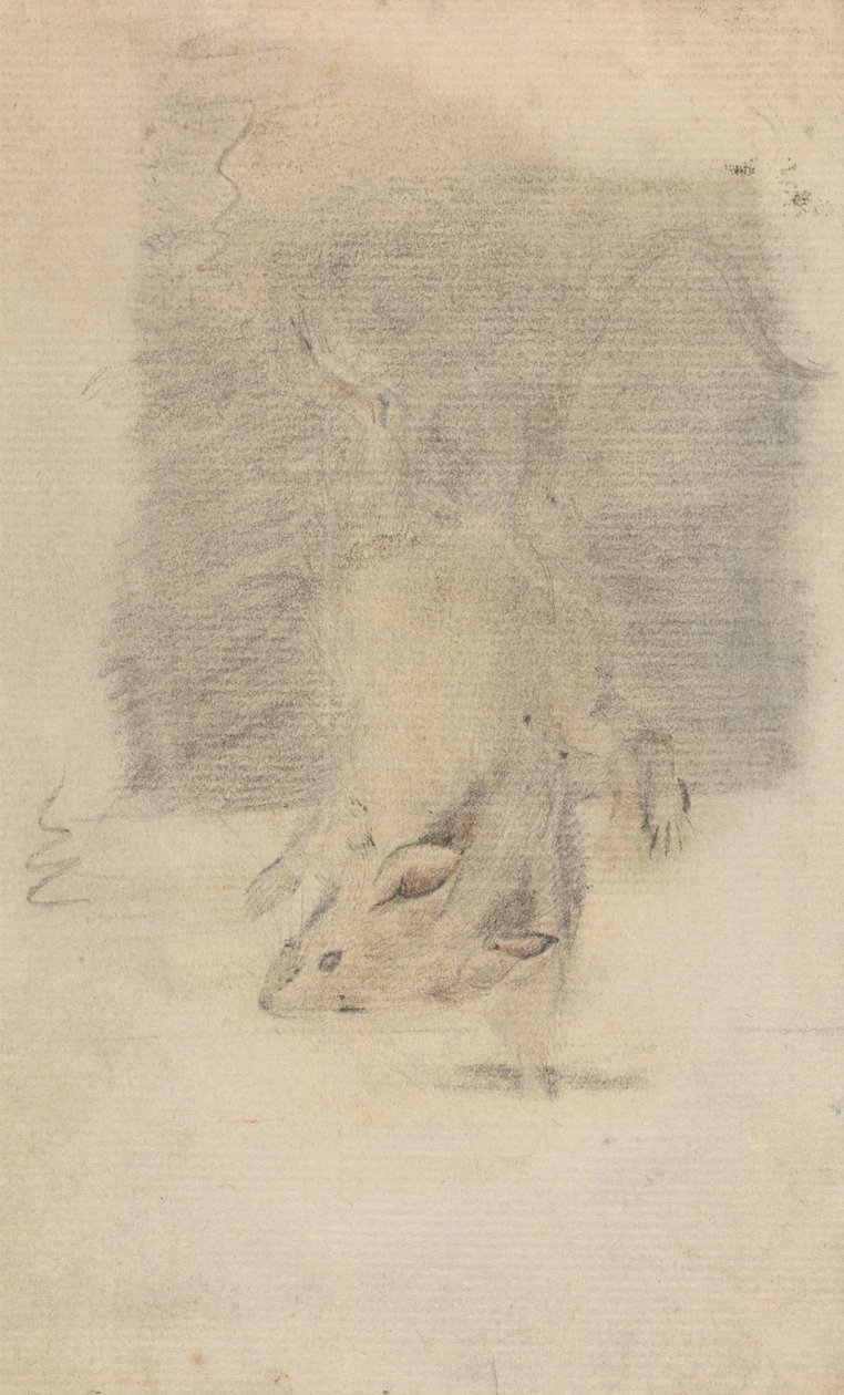 Eine Maus von James Sowerby