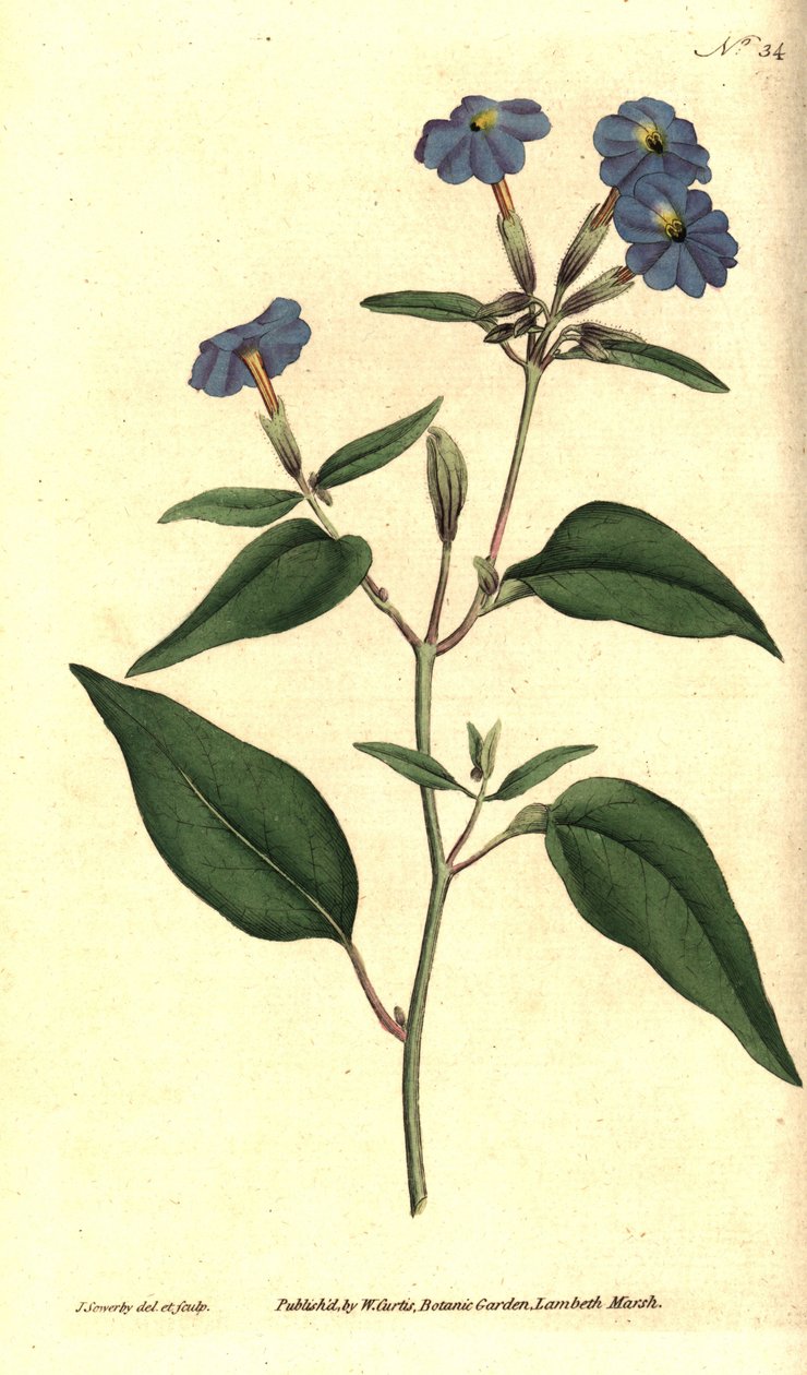 Amerikanische Browallie - Jamaikanisches Vergissmeinnicht, Amethystblume oder Buschveilchen, Browallia americana. Handkolorierte Kupferstichgravur und botanische Illustration von James Sowerby aus William Curtis