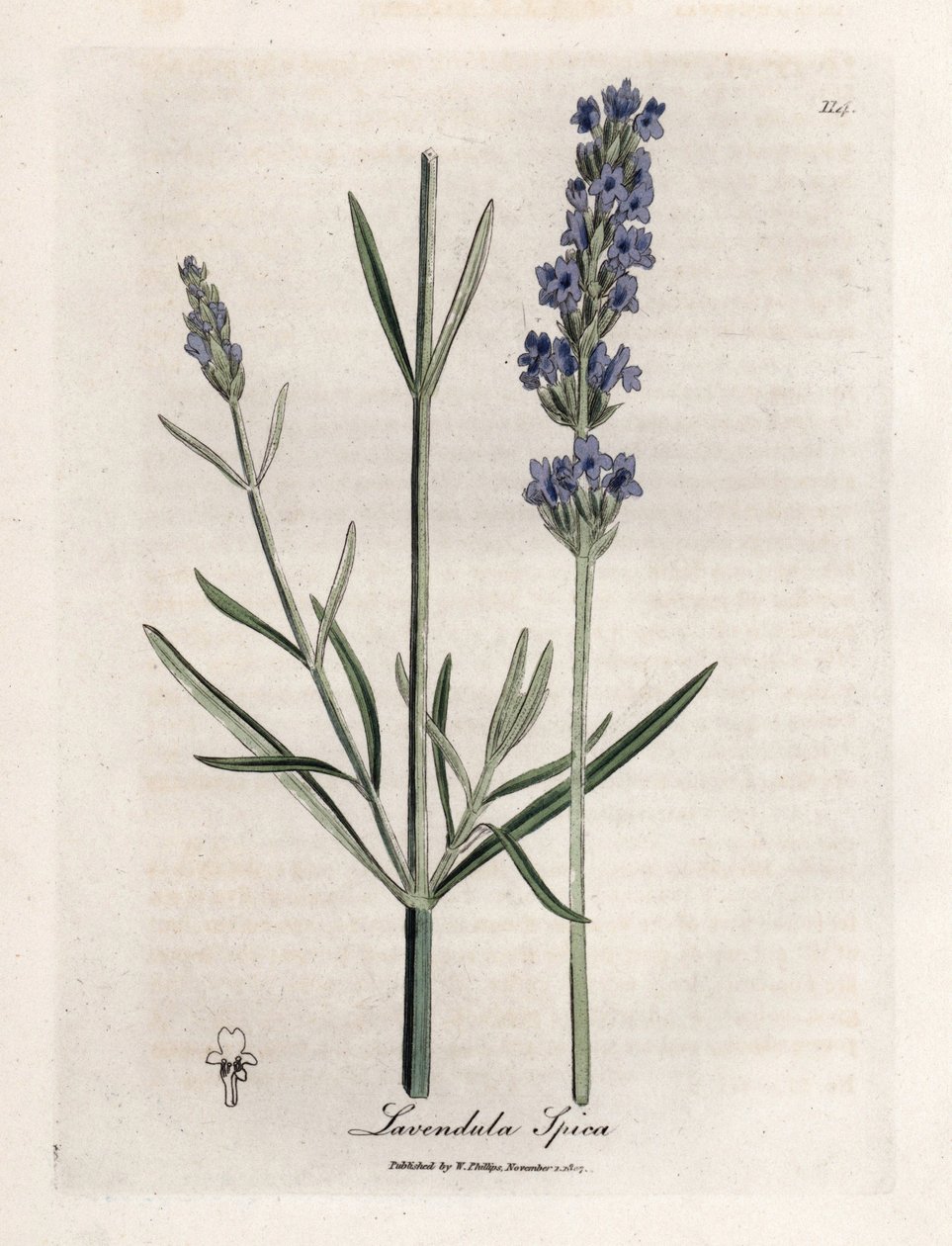 Spitzenlavendel von James Sowerby
