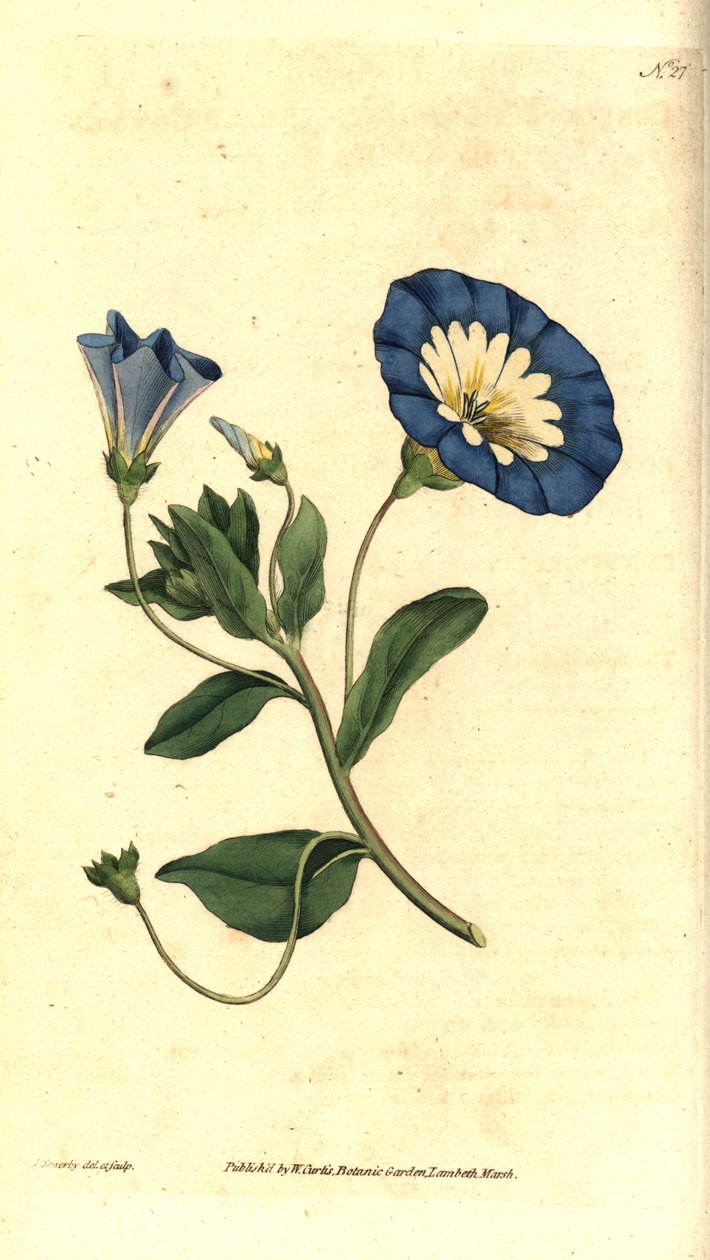 Schöner Tag oder dreifarbige Winde - Kleine Winde, Convolvulus tricolor. Handkolorierte Kupferstichgravur und botanische Illustration von James Sowerby aus William Curtis