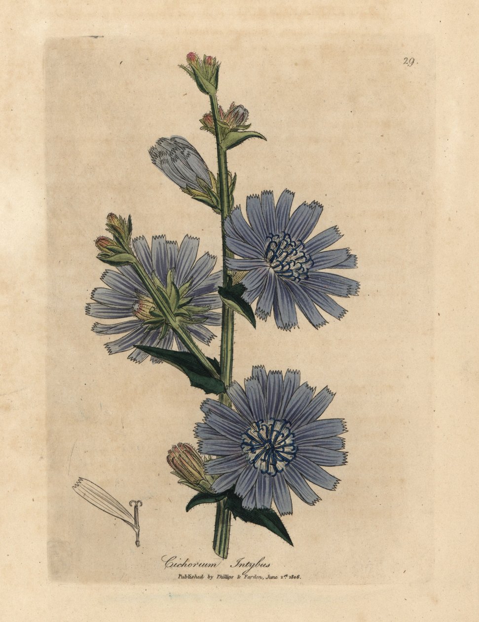 Blau blühende Wegwarte oder Zichorie, Cichorium intybus von James Sowerby