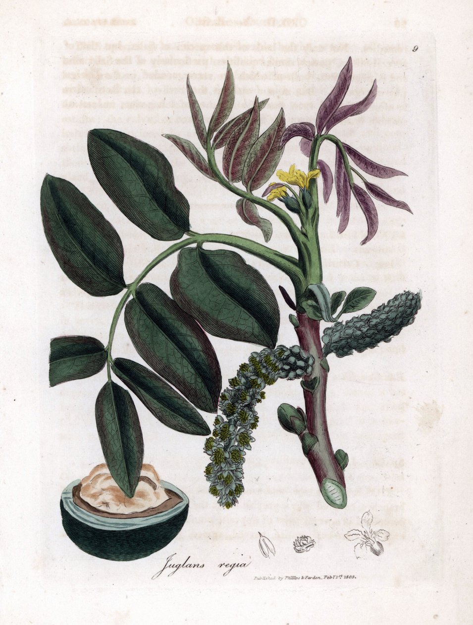 Botanische Tafel: Blätter, Pflanzen und Walnussfrucht Blätter, gelbe Blume und Nuss des Gemeinen Walnussbaums, Juglans regia. Handkolorierte Kupferstichgravur aus einer botanischen Illustration von James Sowerby aus William Woodville und Sir William Jackso von James Sowerby