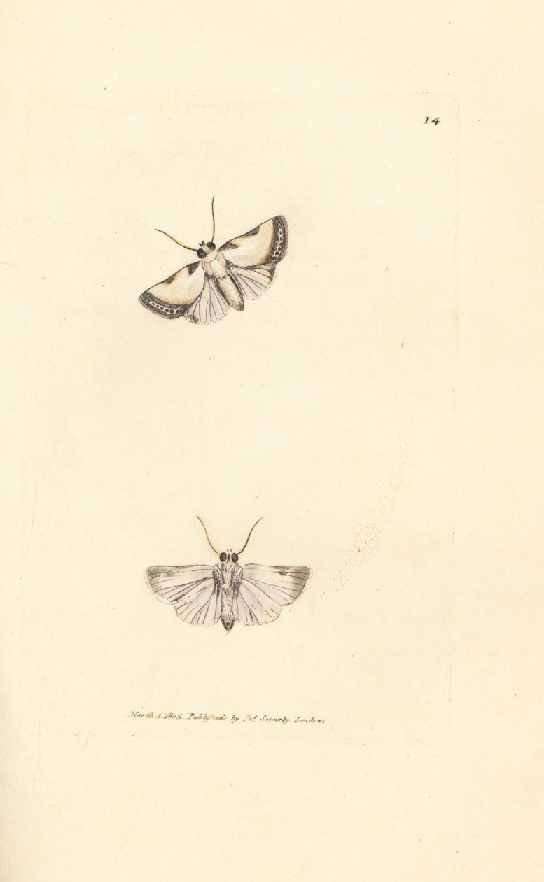 Brixton-Schönheit, Acontia nitidula (Phalaena catena). Handkolorierte Kupferstichgravur von James Sowerby aus The British Miscellany, oder Coloured figures of new, rare, or little known animal subjects. von James Sowerby