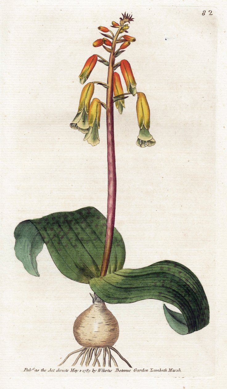 Kapstadt-Kuckuck - Lithographie von James Sowerby (1757-1822), Platte aus dem Botanical Magazine von William Curtis (1746-1799) von James Sowerby