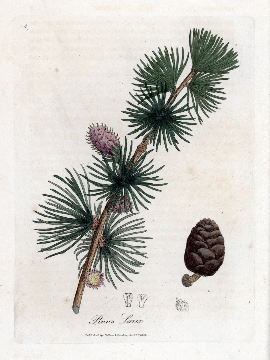 Gemeine oder Europäische Lärche - Europäische Lärche, Larix decidua. Handkolorierte Kupferstichgravur aus einer botanischen Illustration von James Sowerby aus William Woodville und Sir William Jackson Hooker