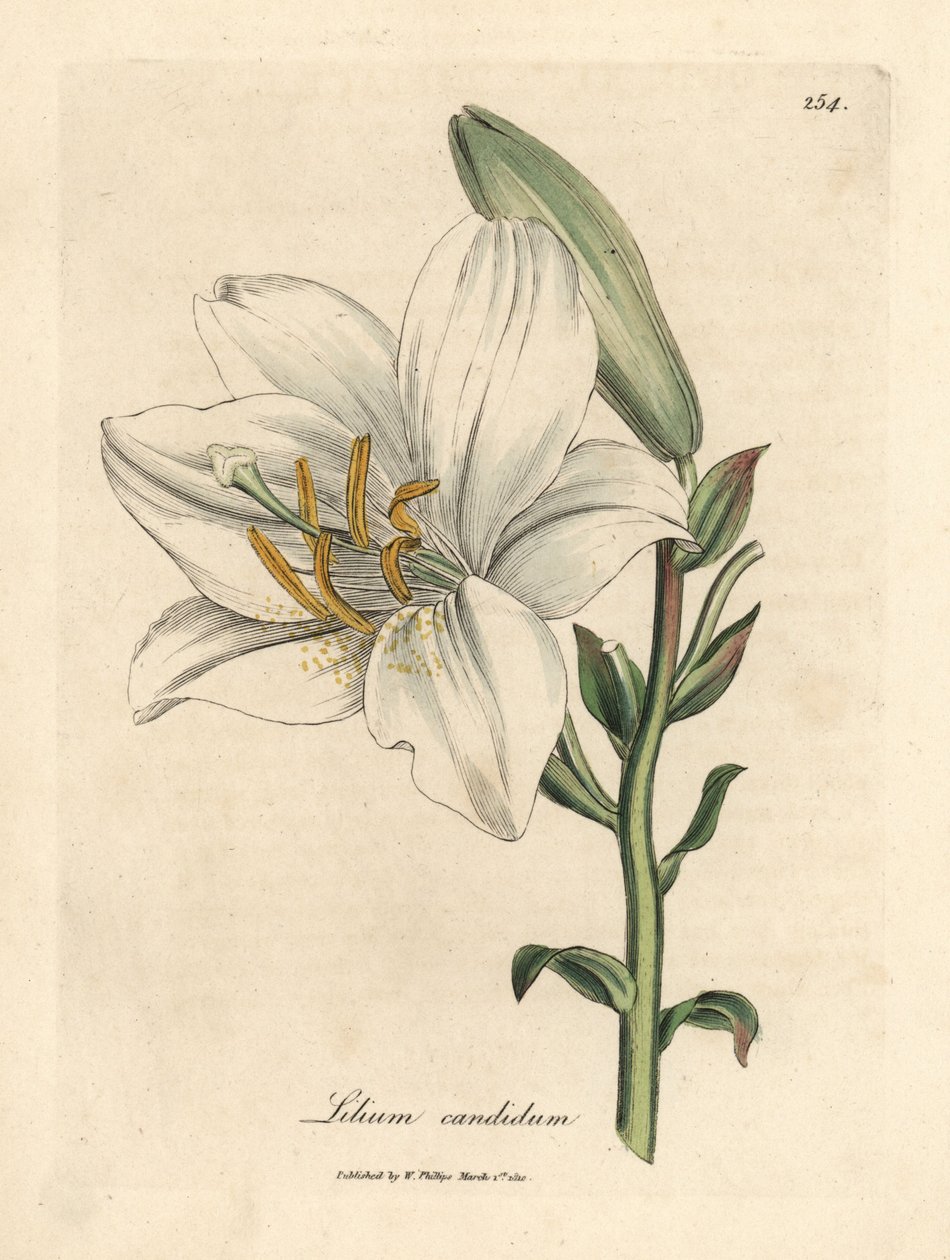 Weiße Lilie, Lilium candidum von James Sowerby