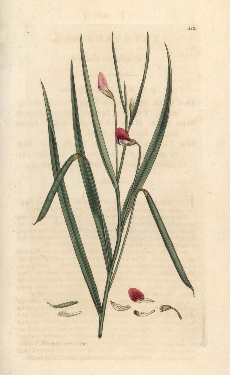 Purpurrote Platterbse, Lathyrus nissolia. Handkolorierter Kupferstich nach einer Illustration von James Sowerby aus James Smiths English Botany, London von James Sowerby