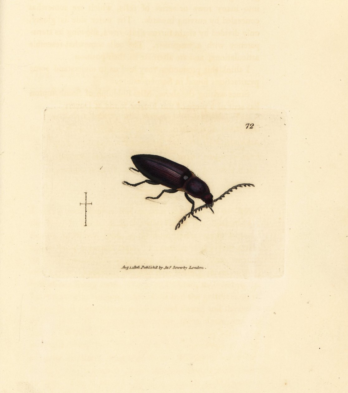 Kupferstecherkäfer (Elater chalybeus). Handkolorierter Kupferstich von James Sowerby aus The British Miscellany, oder Coloured figures of new, rare, or little known animal subjects. von James Sowerby